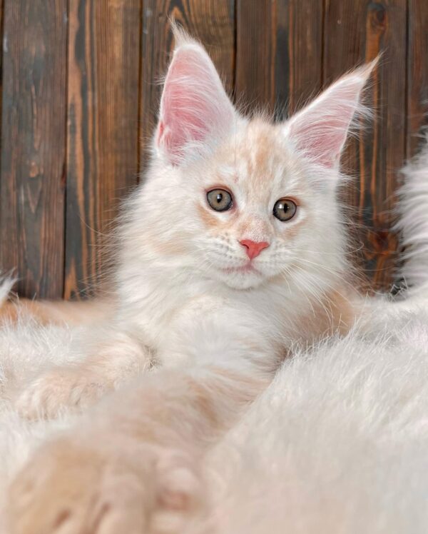LUNA LUNA (Male)
