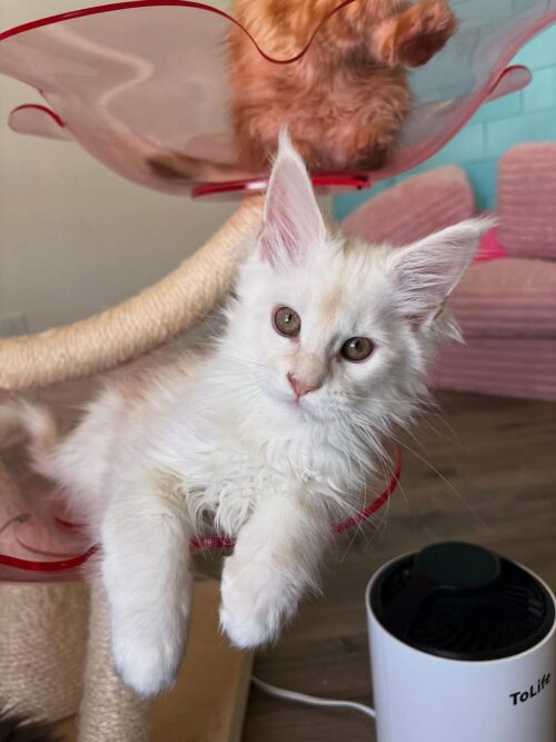 DORIS (Female)