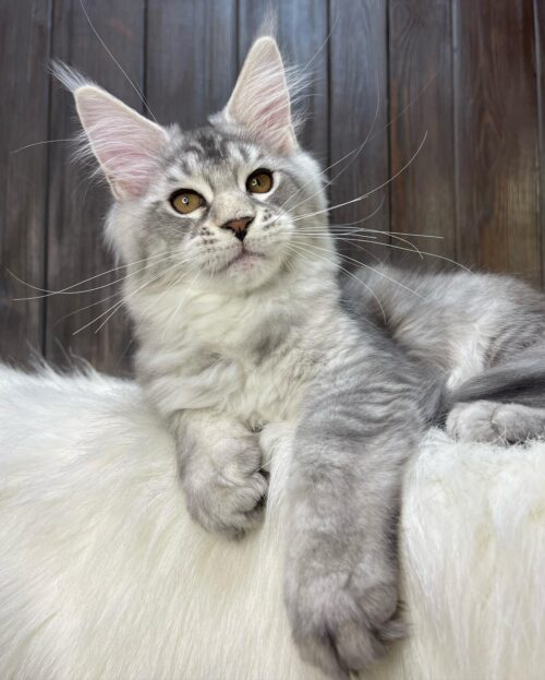 YETI (Male)