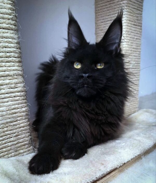 ZEUS (Male)